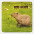 Zoek naar capibara stickers Dier