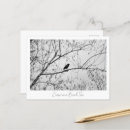 Zoek naar kraai briefkaarten Natuur