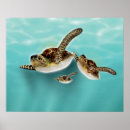Zoek naar groene zeeschildpad posters Voor iedereen