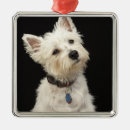 Zoek naar westie hond ornamenten Dier