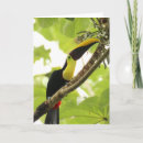 Zoek naar toekan kaarten Toucan