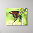 Zoek naar rups kunst Vlinder