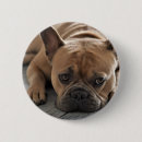 Zoek naar afbeeldingen honden buttons Fotografie