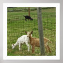 Zoek naar geiten posters Boerderij