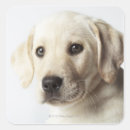 Zoek naar labrador puppy stickers Dieren