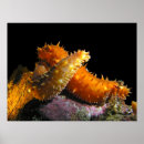 Zoek naar komkommer posters Zee