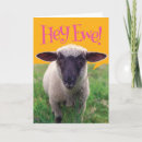Zoek naar sheep kaarten Grappig