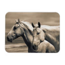 Zoek naar paard magneten Danita delimont