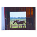 Zoek naar paard stabiele kunst Schuur