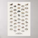 Zoek naar katachtig posters Katten