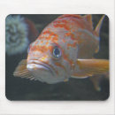 Zoek naar fish muismatten Kust