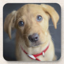 Zoek naar puppy onderzetters Fotografie