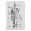 Zoek naar menselijk lichaam magneten Anatomie