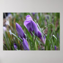 Zoek naar krokus posters Blauw