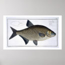 Zoek naar cyprinus posters Kruger