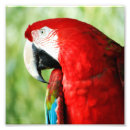 Zoek naar rode ara posters Rood