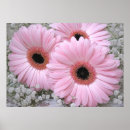 Zoek naar gerberas posters Roze