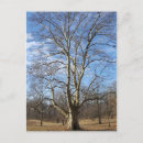 Zoek naar sycamore briefkaarten Boom