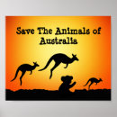 Zoek naar australie posters Koala