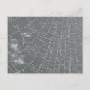 Zoek naar spiders briefkaarten Elk persoon