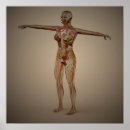 Zoek naar lumbaal posters Menselijk