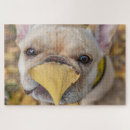 Zoek naar frenchie puzzels Huisdieren