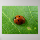 Zoek naar lieveheersbeestjes posters Fotografie