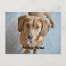 Zoek naar cute dog briefkaarten Hond