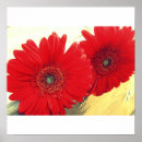 Zoek naar gerberas posters Rood