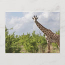 Zoek naar safari briefkaarten Tanzania