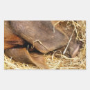 Zoek naar varkens stickers Schattig