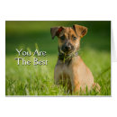 Zoek naar hond portret briefkaarten Jack russell doodsbang