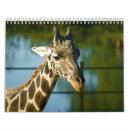 Zoek naar giraffe kalenders Fotografie