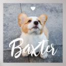 Zoek naar katten hart posters Voor huisdieren