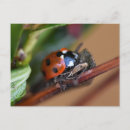 Zoek naar rode vlek briefkaarten Wild