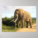 Zoek naar bull elephant posters Olifant
