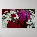 Zoek naar dianthus posters Natuur