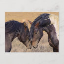 Zoek naar liefde paarden briefkaarten Dieren
