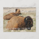 Zoek naar bison briefkaarten Wild