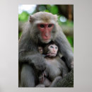 Zoek naar baby aap posters Schattige dieren