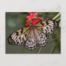 Zoek naar vliegend insect briefkaarten Insecten