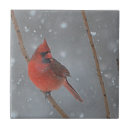 Zoek naar cardinals tegels Winter
