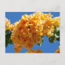Zoek naar bougainvillea briefkaarten Tropisch