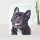 Zoek naar frenchie kaarten Huisdieren