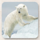 Zoek naar vloed Beer