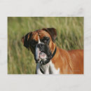 Zoek naar boxer dog briefkaarten Bob en pam langrish