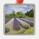 Zoek naar hazen ornamenten Paars