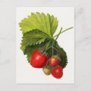 Zoek naar aardbeien briefkaarten Fruit
