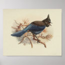 Zoek naar ornithologie posters Vogel