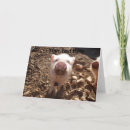 Zoek naar pig kaarten Landbouwhuisdieren